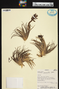 Tillandsia recurvifolia image