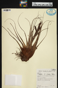 Tillandsia rusbyi image