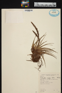 Tillandsia rusbyi image