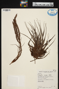 Tillandsia rusbyi image