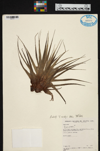 Tillandsia rusbyi image