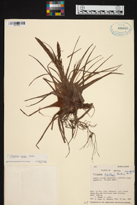 Tillandsia rusbyi image