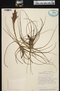 Tillandsia schiedeana image