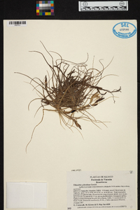 Tillandsia schiedeana image