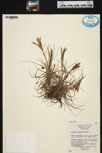 Tillandsia schiedeana image