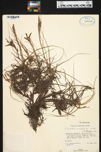 Tillandsia schiedeana image