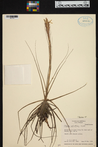 Tillandsia schiedeana image