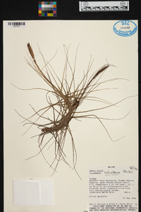 Tillandsia schiedeana image