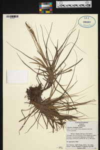 Tillandsia schiedeana image