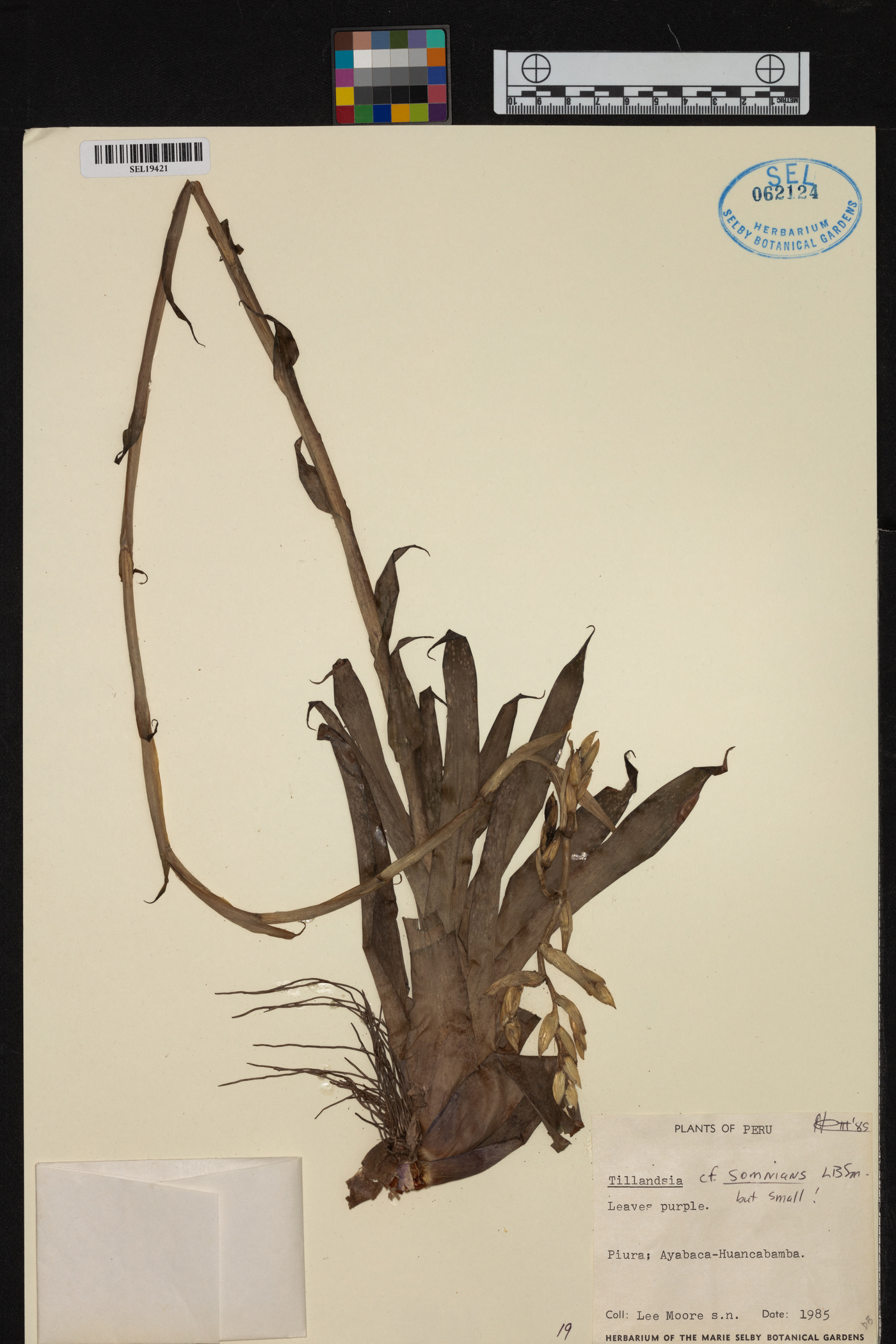 Tillandsia somnians image