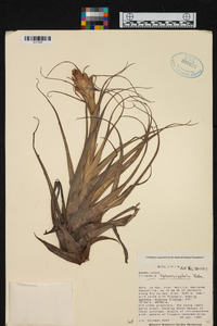 Tillandsia sphaerocephala image