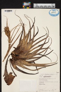 Tillandsia sphaerocephala image