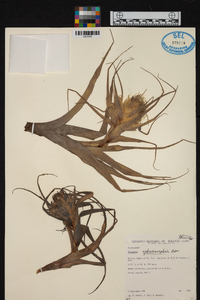 Tillandsia sphaerocephala image