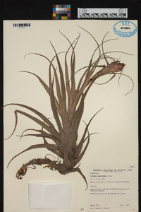 Tillandsia sphaerocephala image