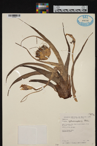 Tillandsia sphaerocephala image