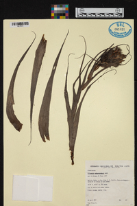 Tillandsia sphaerocephala image