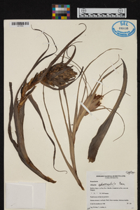 Tillandsia sphaerocephala image