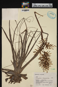 Tillandsia straminea image