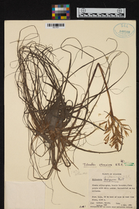 Tillandsia straminea image