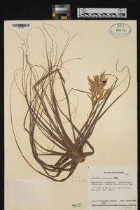 Tillandsia straminea image