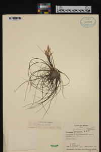 Tillandsia straminea image