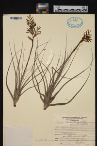 Tillandsia straminea image