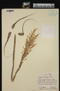 Tillandsia straminea image