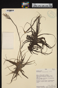 Tillandsia straminea image