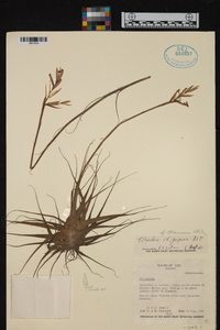 Tillandsia straminea image