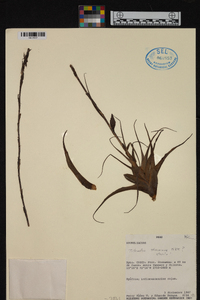 Tillandsia straminea image