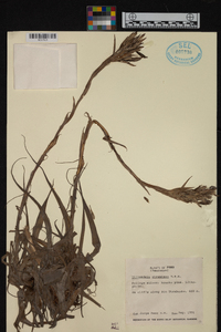 Tillandsia straminea image