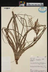 Tillandsia straminea image