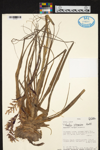 Tillandsia straminea image