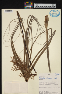 Tillandsia straminea image