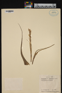 Tillandsia straminea image