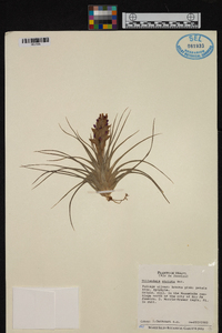 Tillandsia stricta image