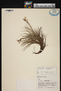 Tillandsia tenuifolia image