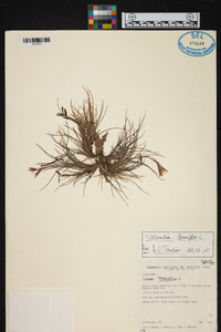 Tillandsia tenuifolia image