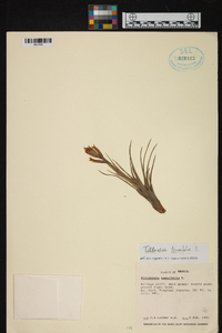 Tillandsia tenuifolia image