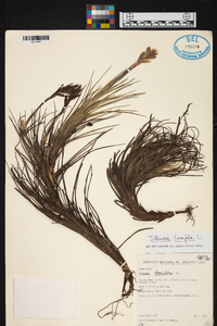 Tillandsia tenuifolia image