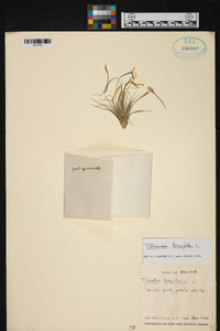 Tillandsia tenuifolia image