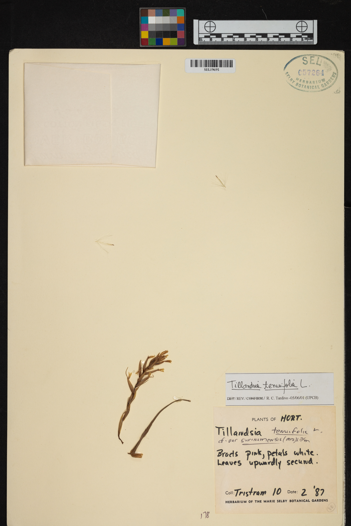 Tillandsia tenuifolia var. tenuifolia image