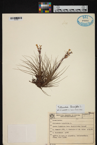 Tillandsia tenuifolia image
