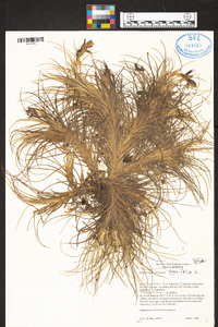 Tillandsia tenuifolia image