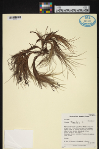 Tillandsia tenuifolia image