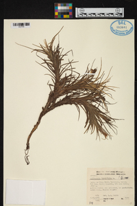 Tillandsia tenuifolia image