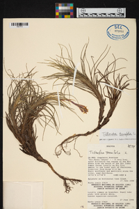 Tillandsia tenuifolia image