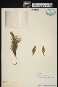 Tillandsia tenuifolia image