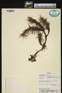 Tillandsia tenuifolia var. vaginata image
