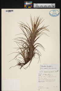 Tillandsia tenuifolia image